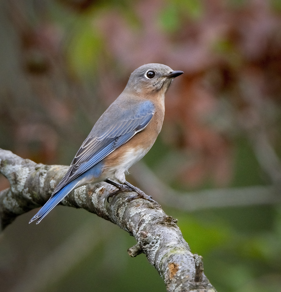 Eastern Bluebird - Owen Deutsch Photography