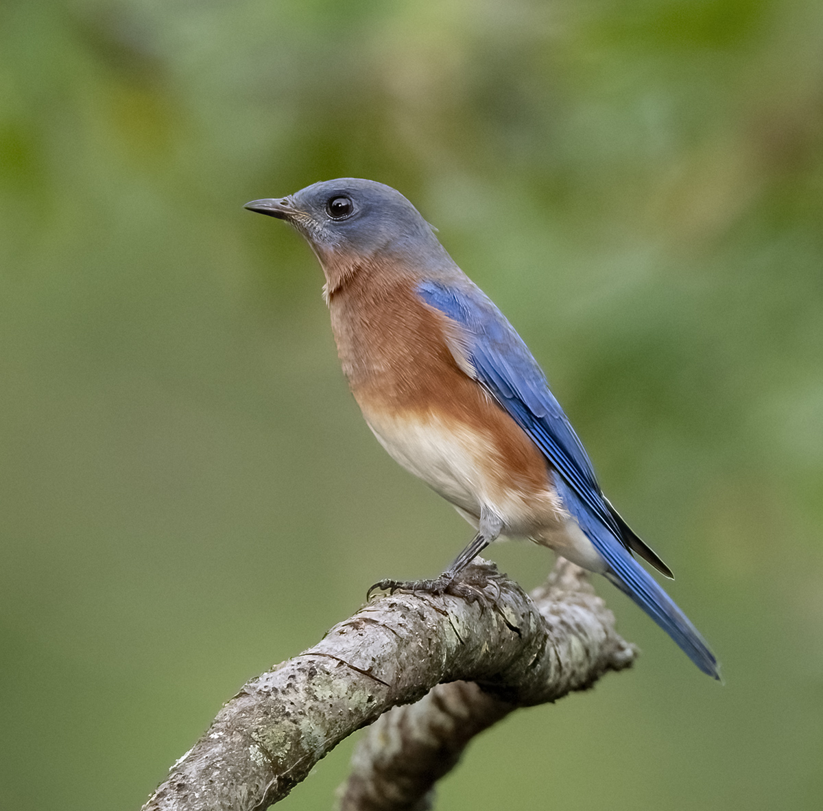 Eastern Bluebird - Owen Deutsch Photography