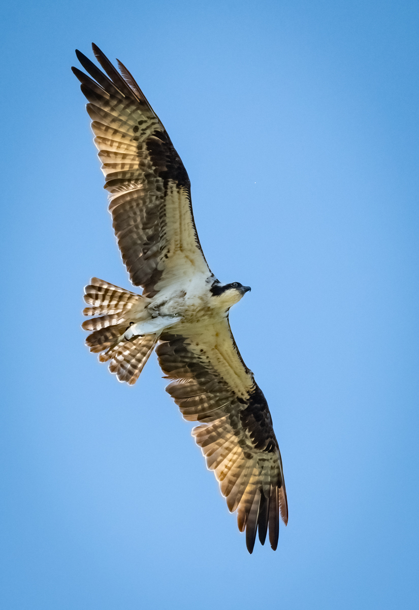 Osprey - Owen Deutsch Photography