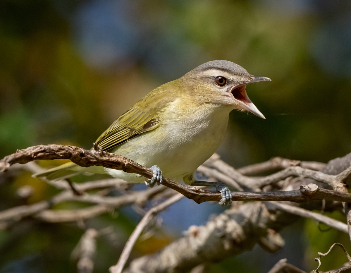 Red-eyed Vireo - Owen Deutsch Photography