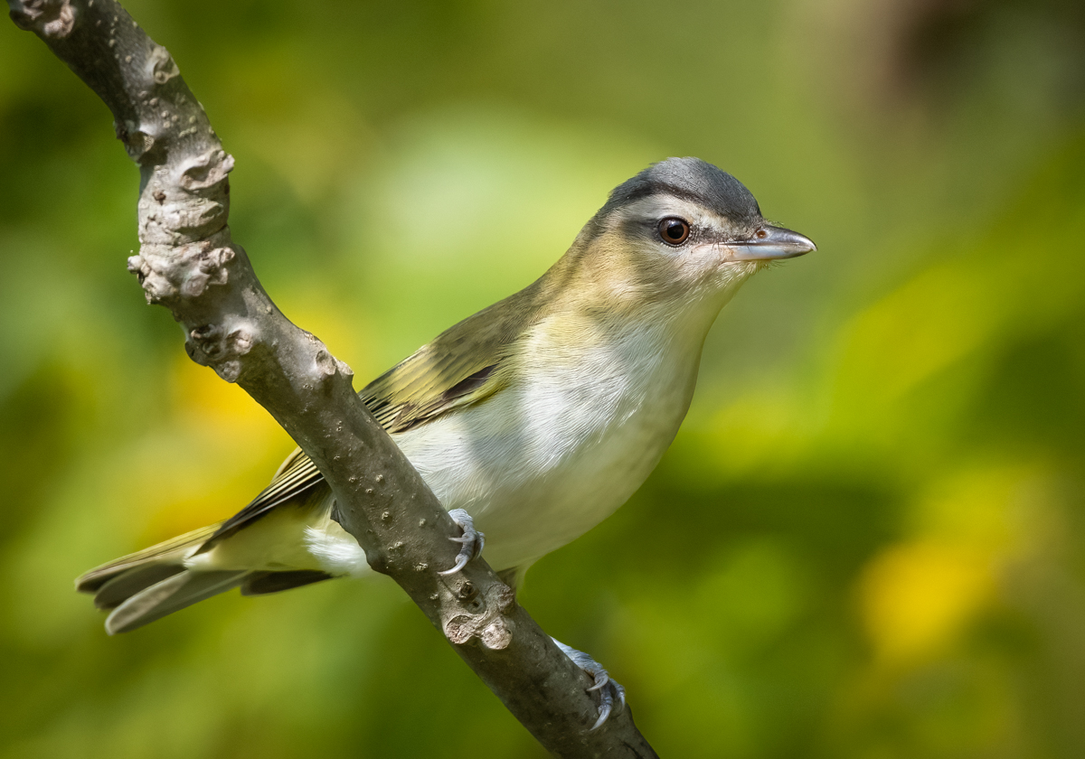 Migration to the Tropical Andes - Owen Deutsch Photography