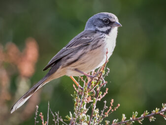 ﻿Bell's Sparrow