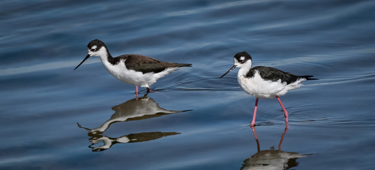 Black-necked Stilt - Owen Deutsch Photography