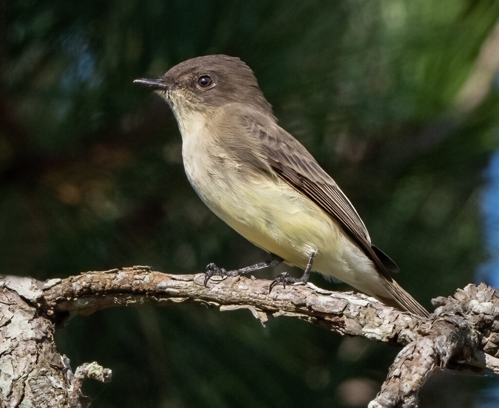 Eastern Phoebe - Owen Deutsch Photography