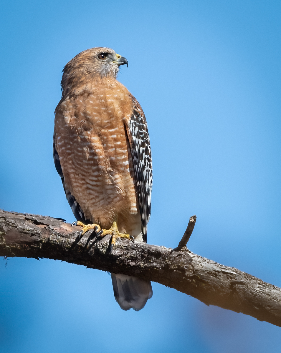 Red-Shouldered Hawk - Owen Deutsch Photography