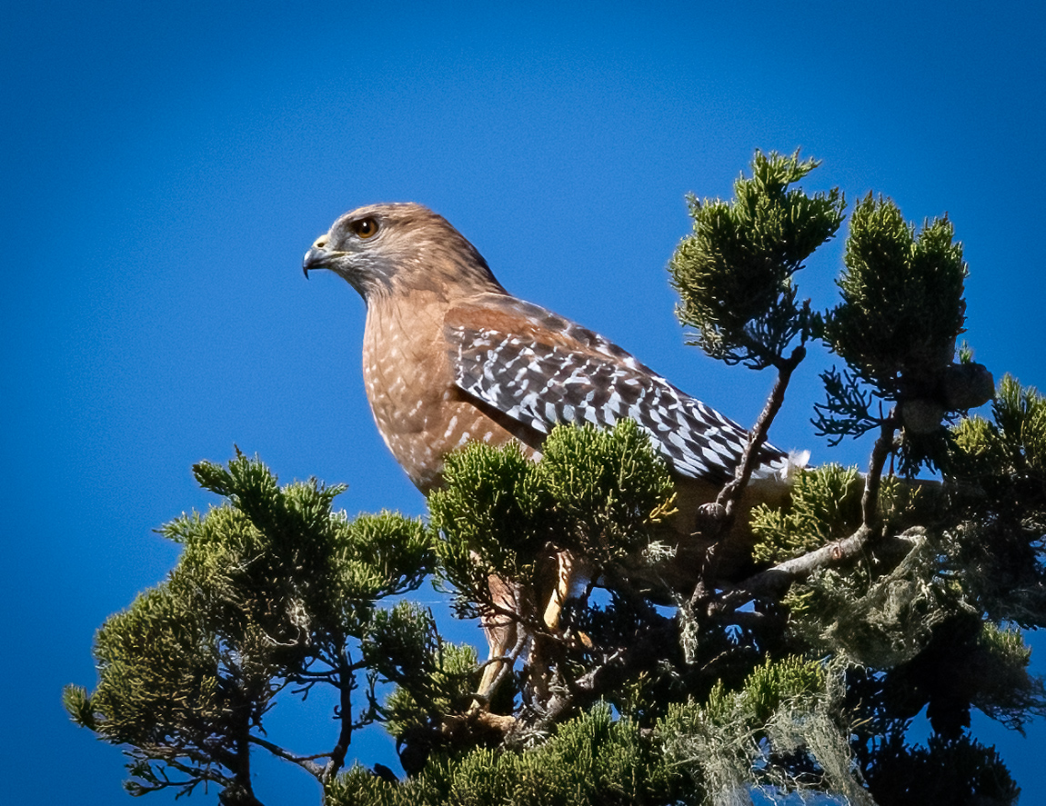 Red Shouldered Hawk Owen Deutsch Photography