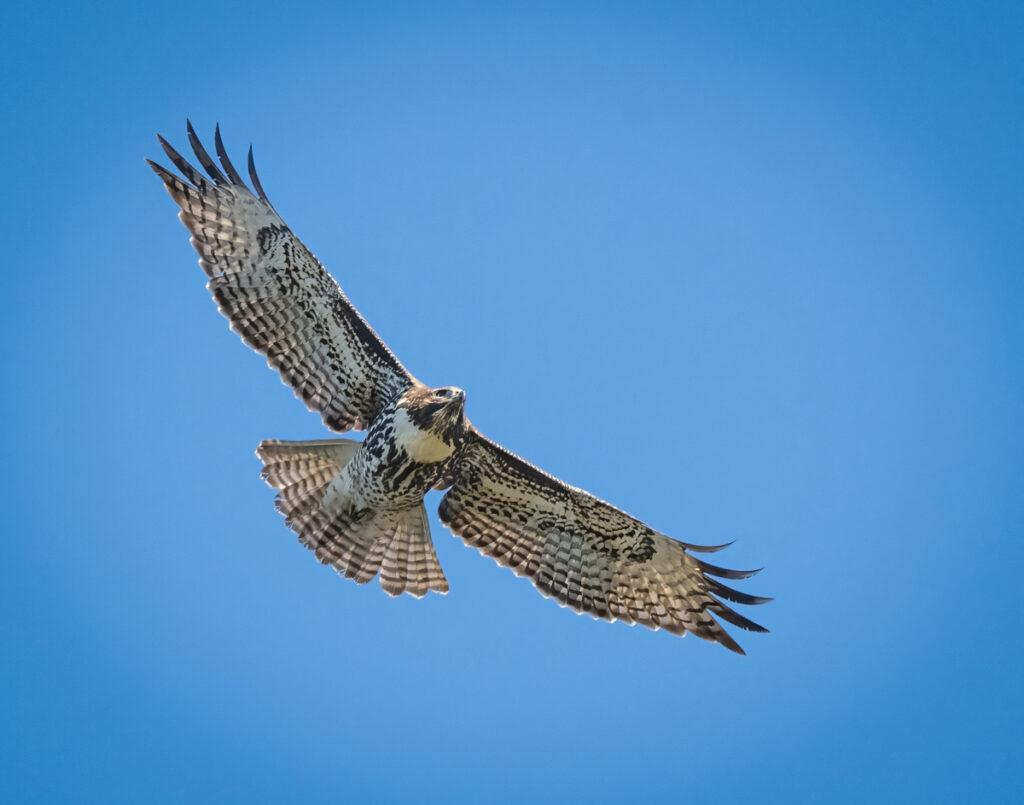 Red-tailed Hawk - Owen Deutsch Photography