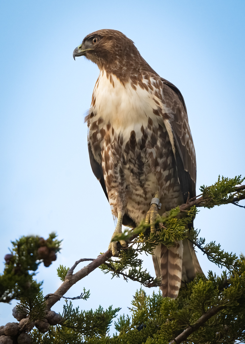 Red-tailed Hawk - Owen Deutsch Photography