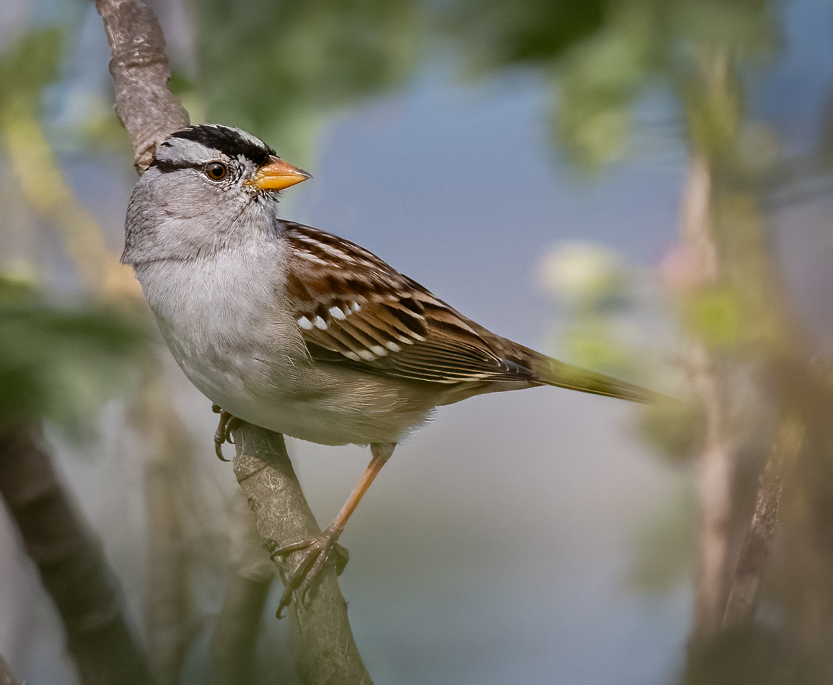 White-crowned Sparrow - Owen Deutsch Photography