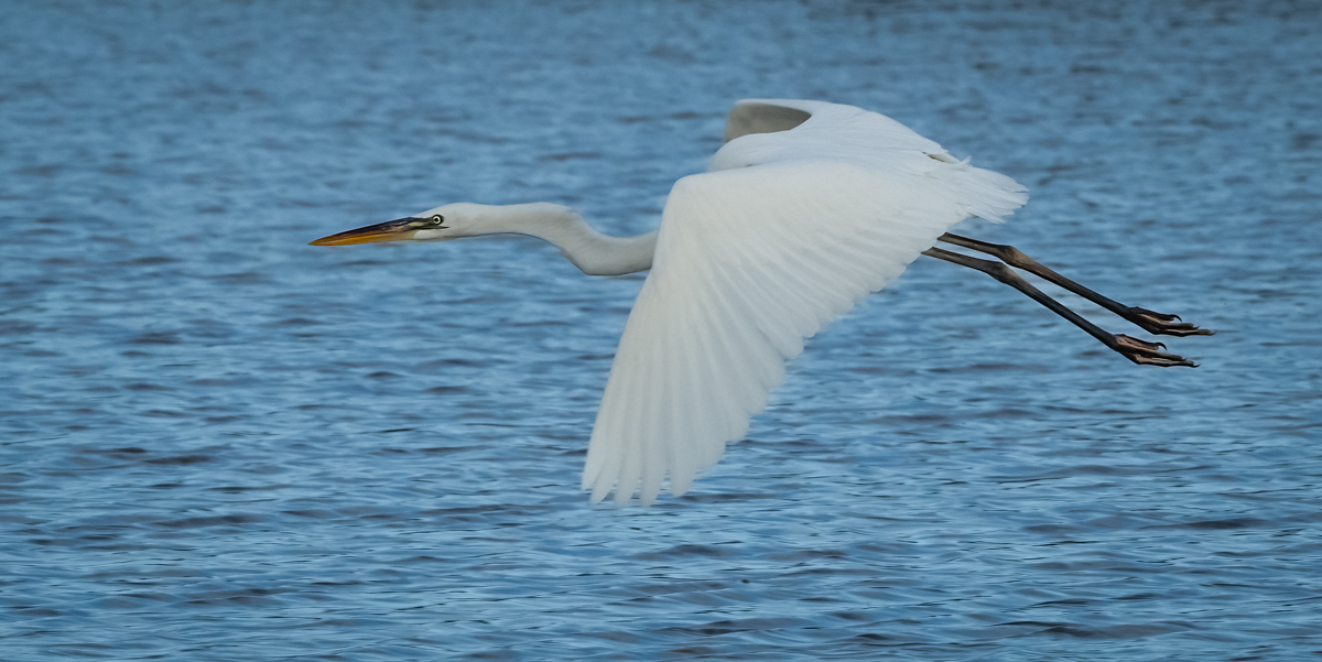 Great White Heron - Owen Deutsch Photography