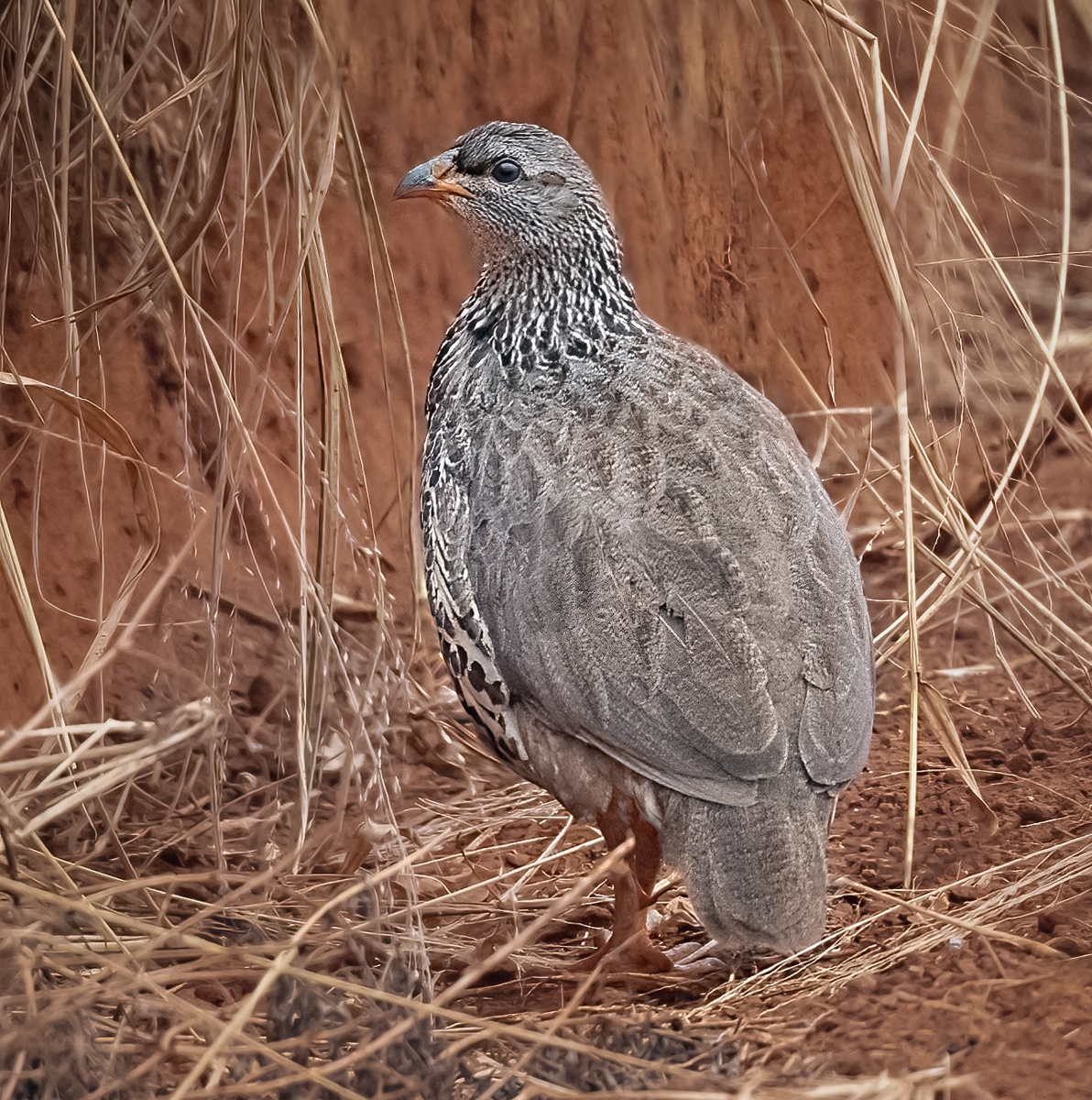 Hildebrandt's Francolin Owen Deutsch Photography