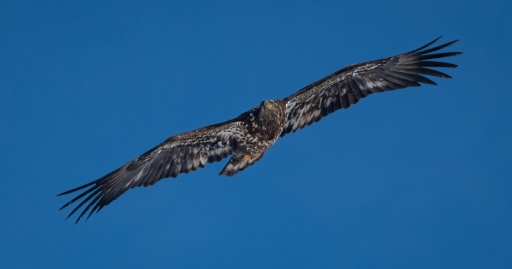 Bald Eagle Ornithologist Nature Photographer