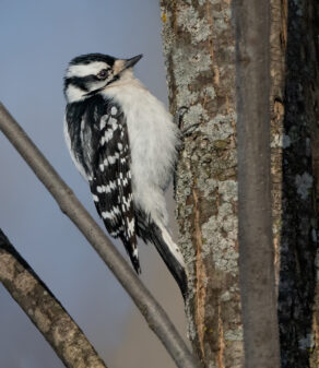 Downy Woodpecker