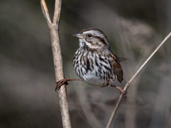 Song Sparrow (california coast)