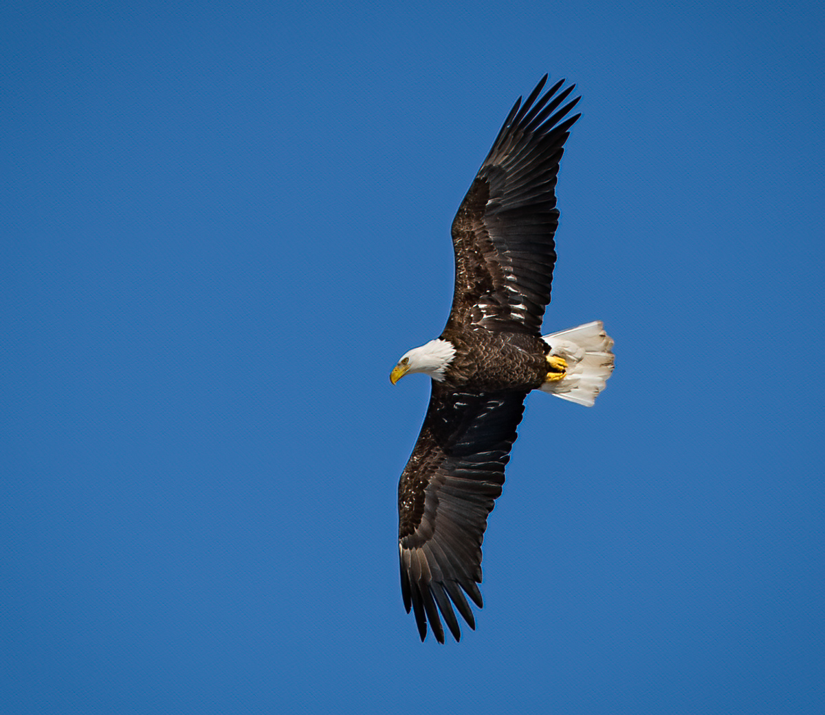 Bald Eagle Ornithologist Nature Photographer