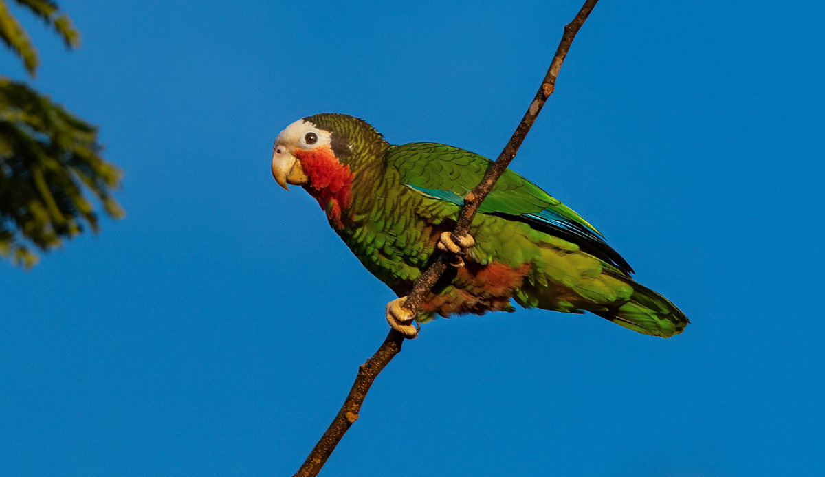 Cuban Parrot | Bird Conservation | Passerine