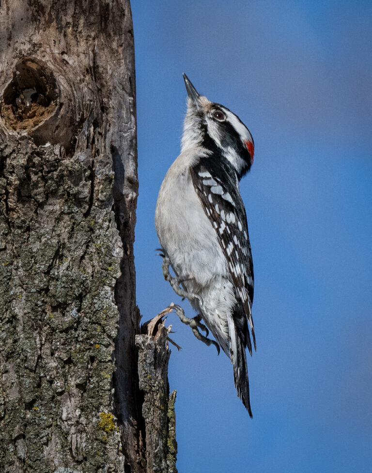 Downy Woodpecker Owen Deutsch Photography 