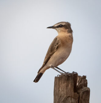 Northern Wheatear