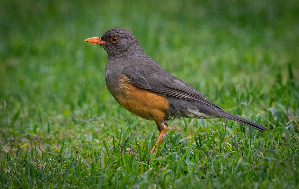 Olive Thrush - Owen Deutsch Photography