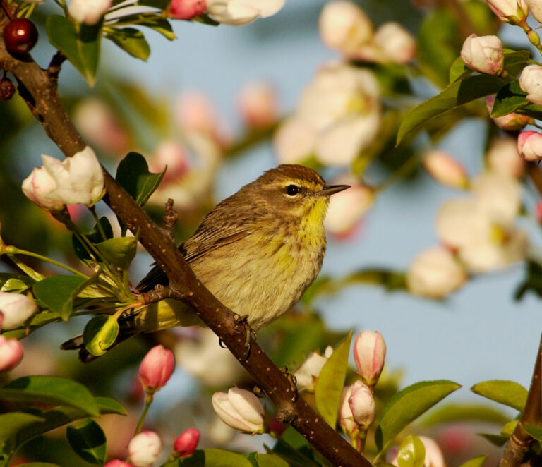 Inside The Palm Warbler's Migration Journey - Owen Deutsch Photography