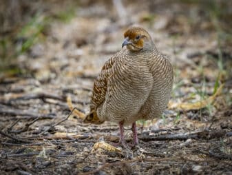 Gray Francolin