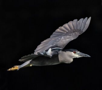 'Auku'u (Black-crowned Night Heron)