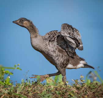 Nēnē (Hawaiian Goose)