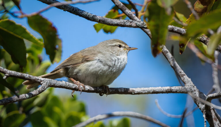 Japanese Bush Warbler - Owen Deutsch Photography