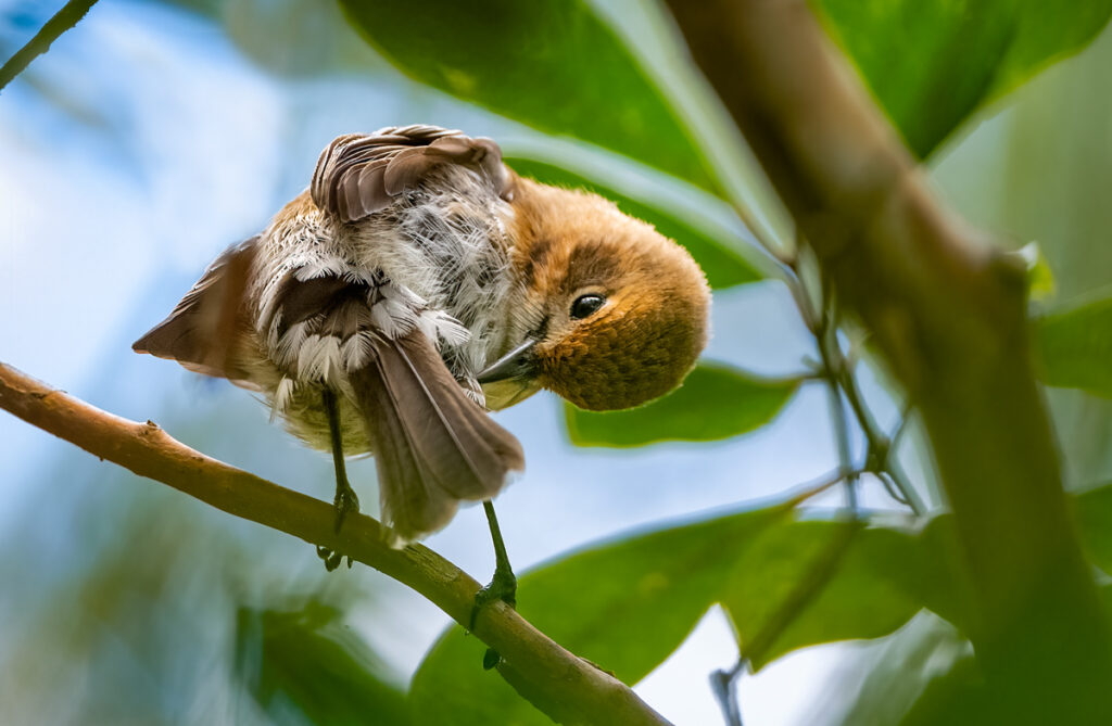 O'ahu 'Elepaio - Owen Deutsch Photography