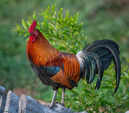 Red Junglefowl - Owen Deutsch Photography