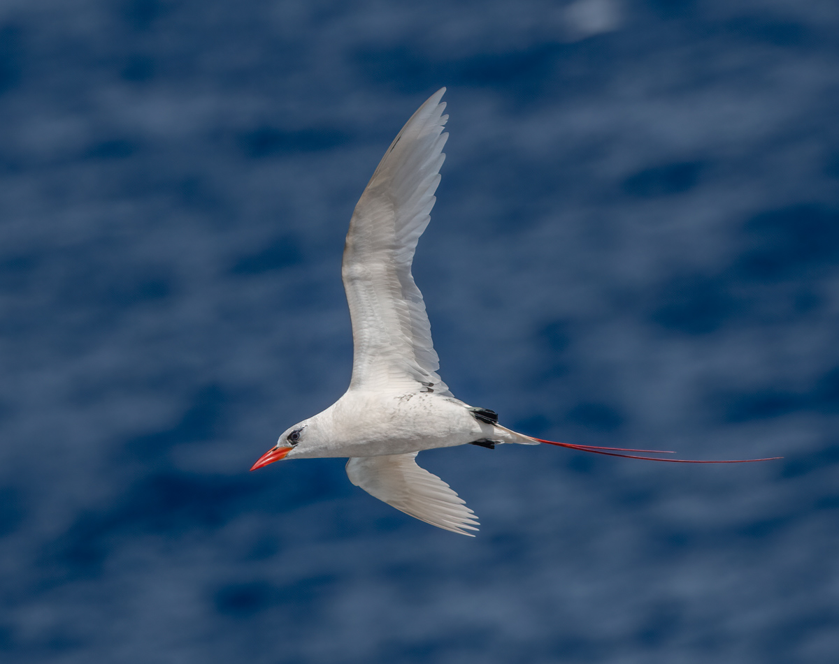 Koa’e’ula (red-tailed Tropicbird) - Owen Deutsch Photography