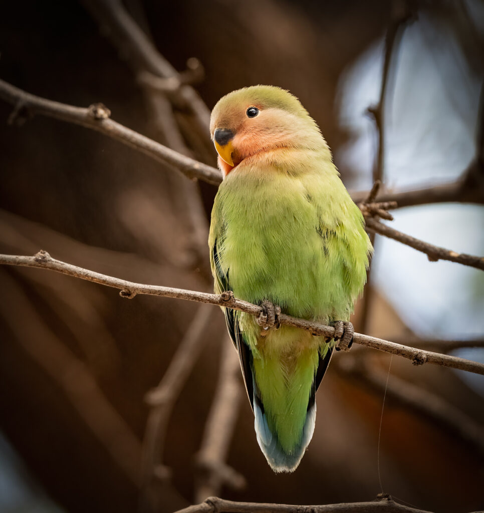 Rosy-faced Lovebird - Owen Deutsch Photography