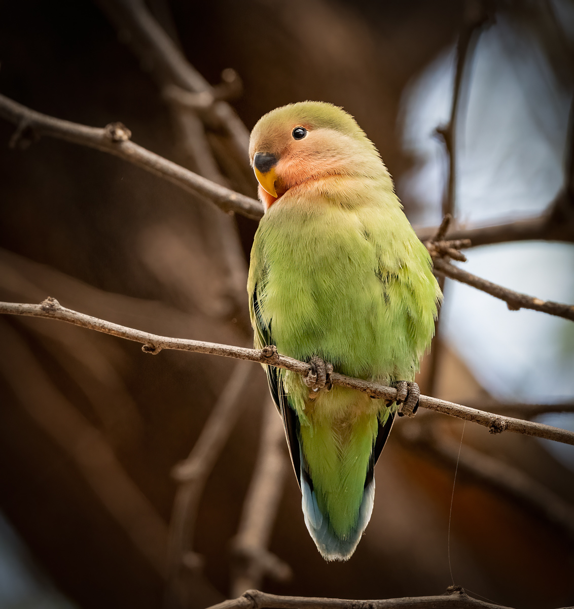 Rosy-faced Lovebird - Owen Deutsch Photography
