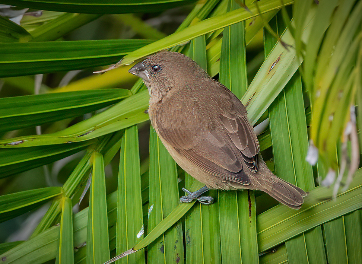 Scaly-breasted Munia - Owen Deutsch Photography