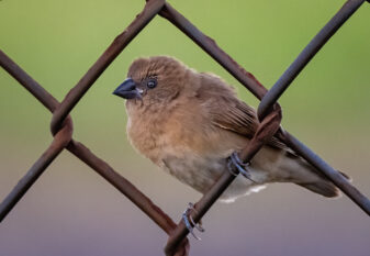 Scaly-breasted Munia