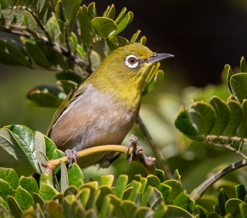 Warbling White-eye - Owen Deutsch Photography