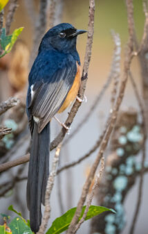 White-rumped Shama