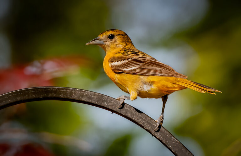 Baltimore Oriole Migration - Owen Deutsch Photography