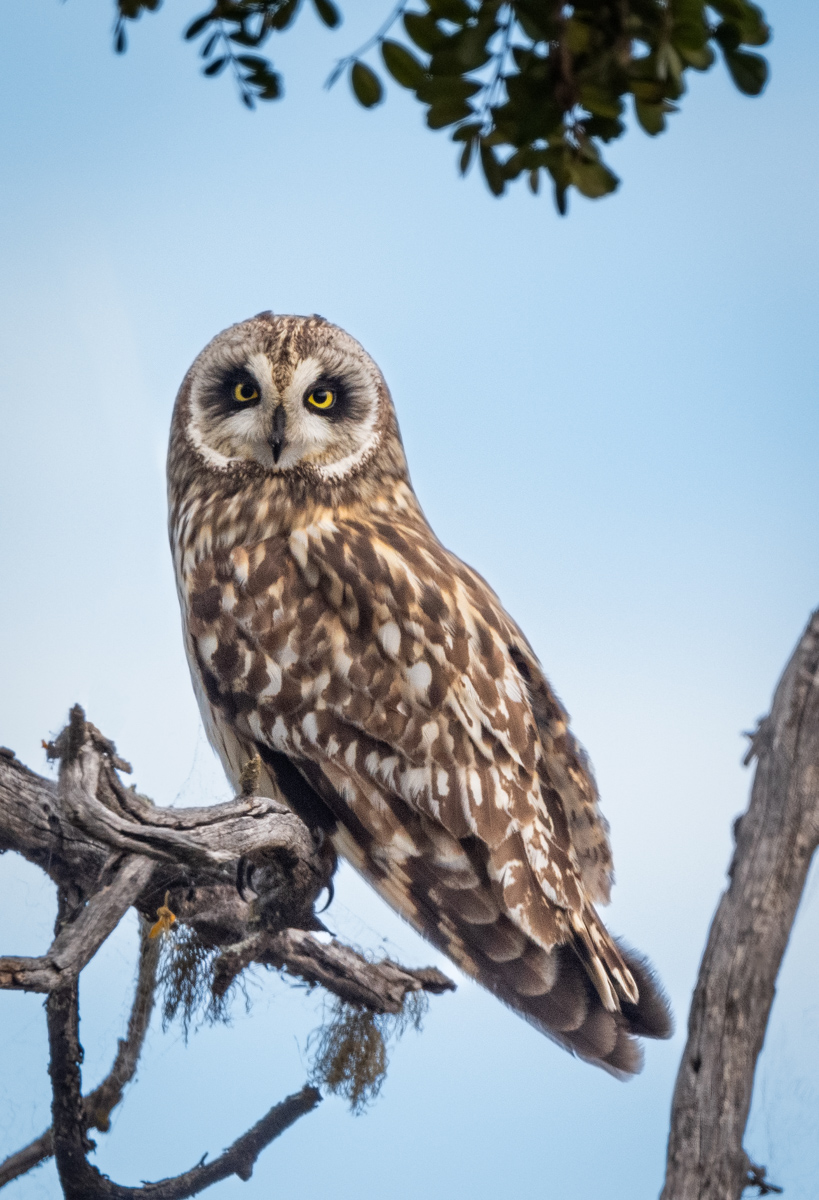 Pueo (Hawaiian Short-eared Owl)