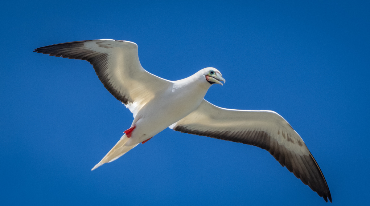 Red-footed Booby - Owen Deutsch Photography