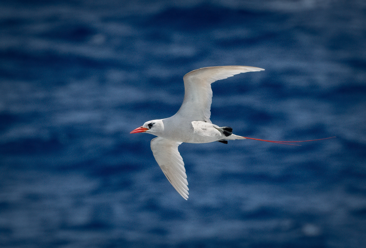 Koa’e’ula (Red-tailed Tropicbird) - Owen Deutsch Photography