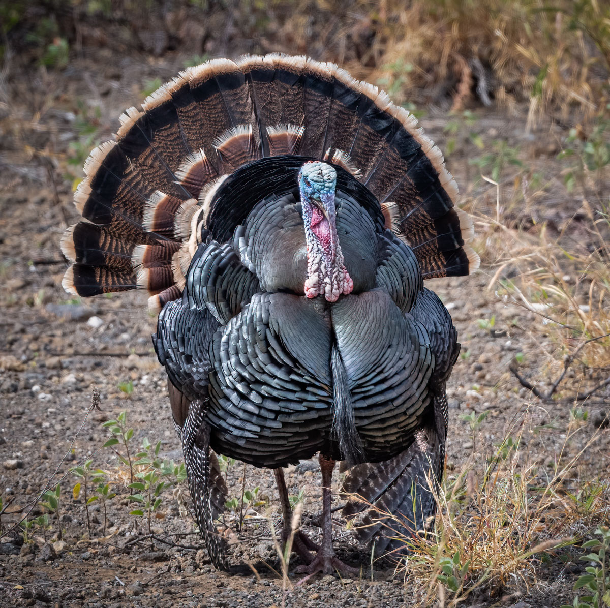 Wild Turkey - Owen Deutsch Photography