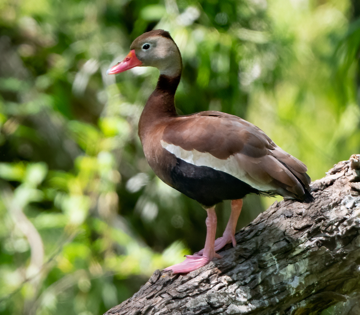 black-bellied-whistling-ducks-act-like-geese-clay-today