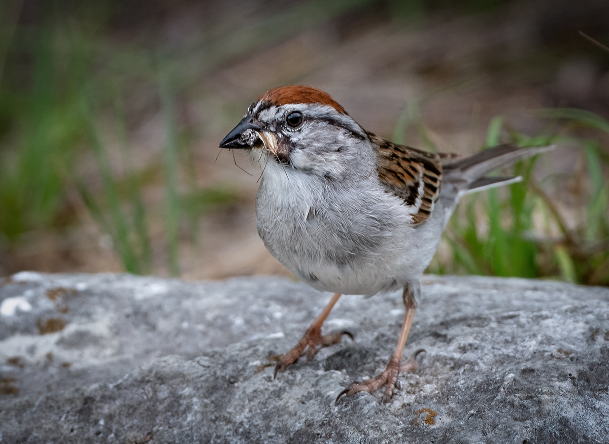 Chipping Sparrow - Owen Deutsch Photography