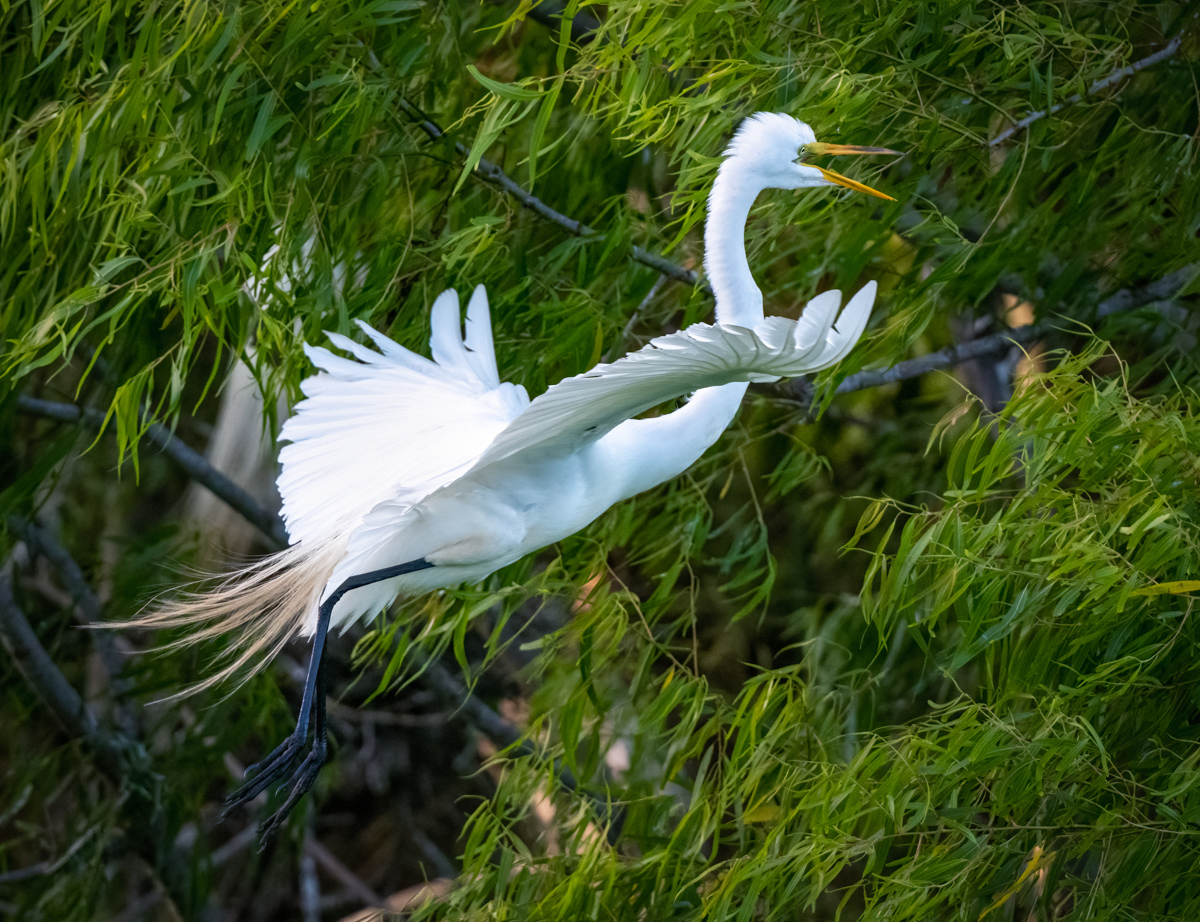 Great Egret - Owen Deutsch Photography