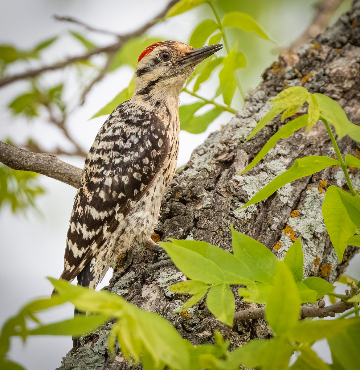 Ladderbacked Woodpecker Owen Deutsch Photography