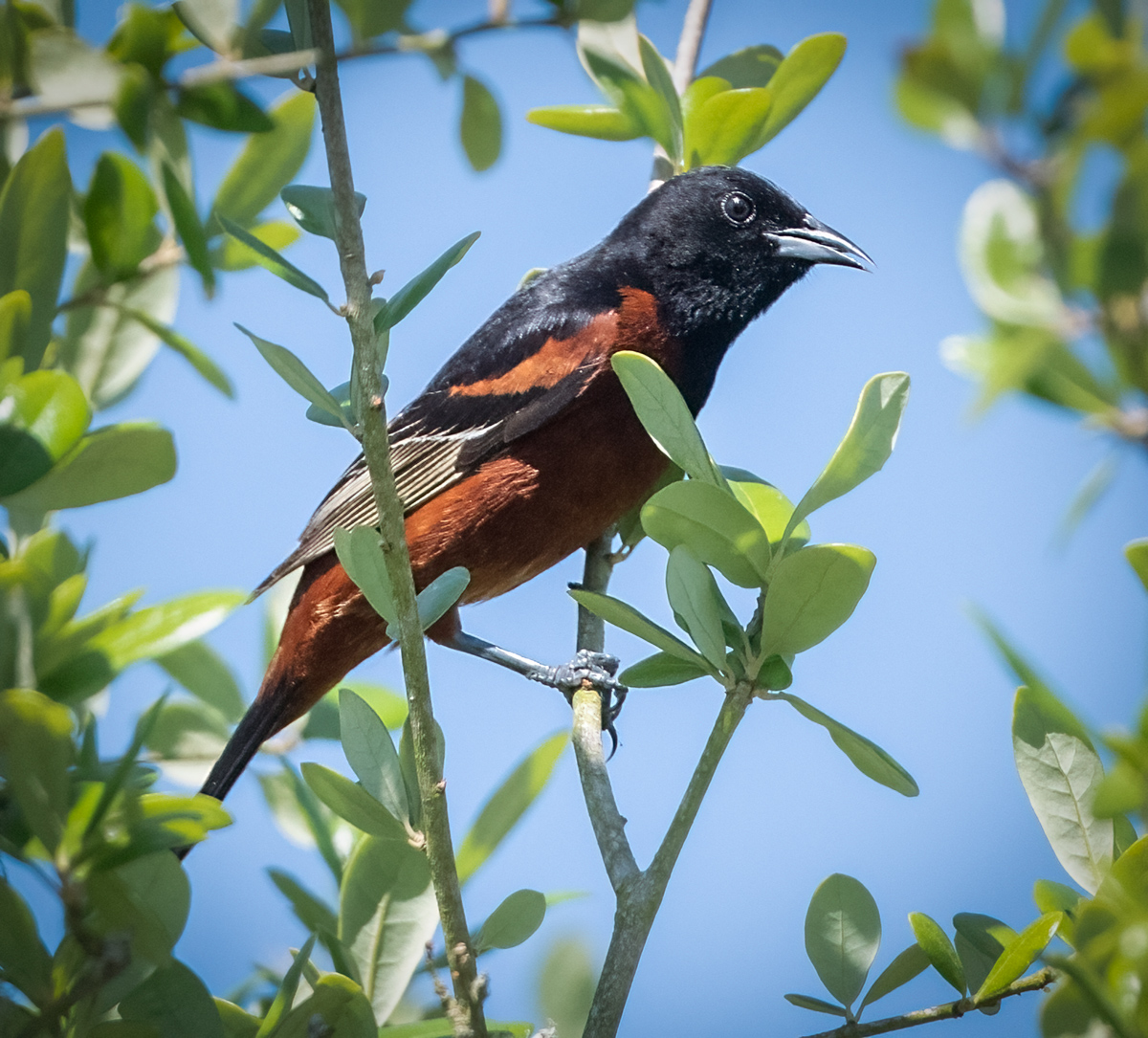 Orchard Oriole - Owen Deutsch Photography