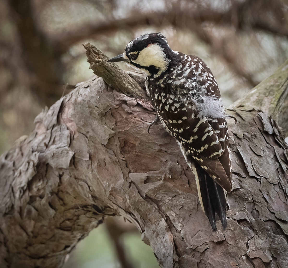 Red Cockaded Woodpecker Owen Deutsch Photography