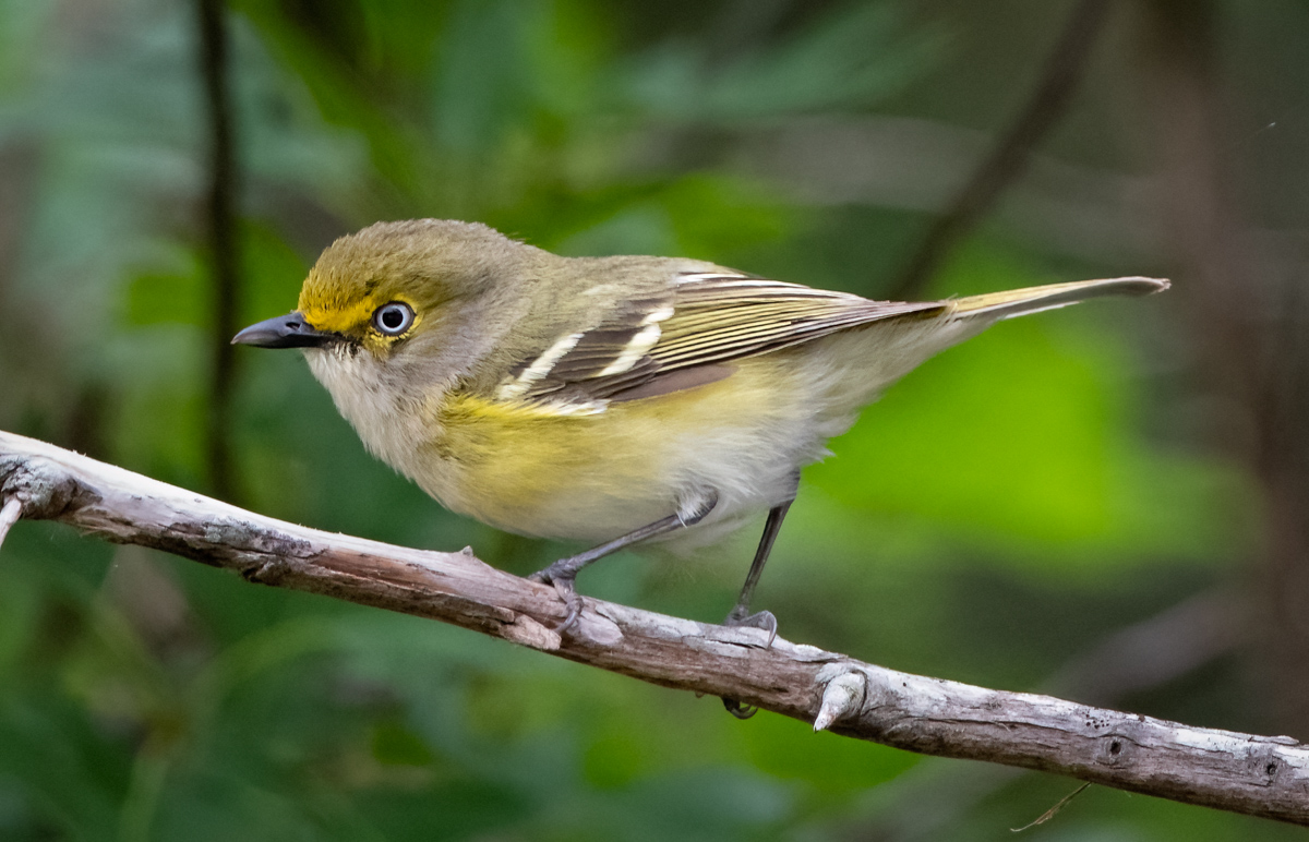 White-eyed Vireo - Owen Deutsch Photography