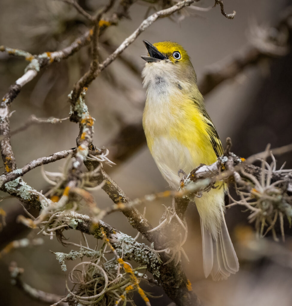 White-eyed Vireo - Owen Deutsch Photography